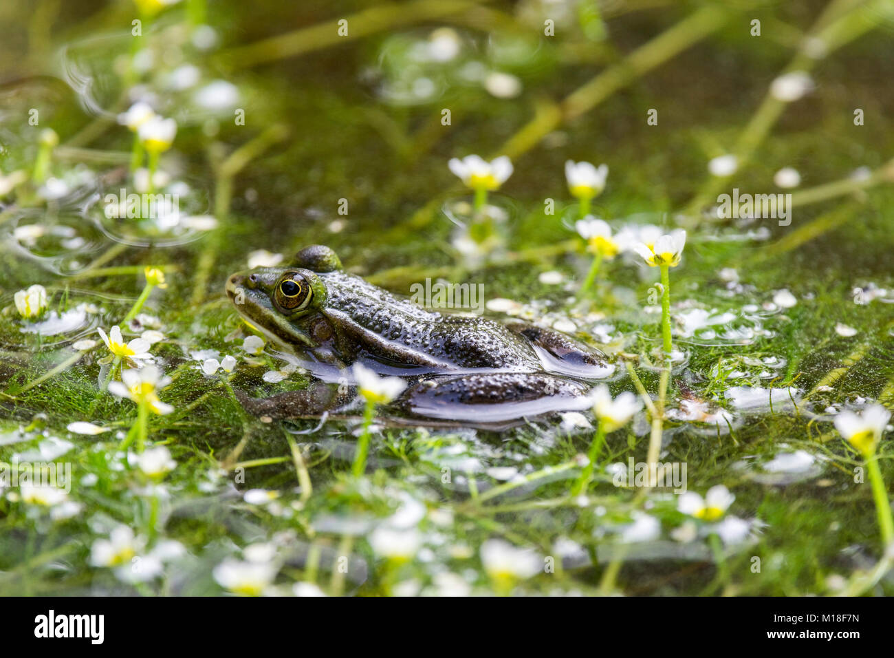 Green frog (Rana esculenta) between flowering aquatic plants,River