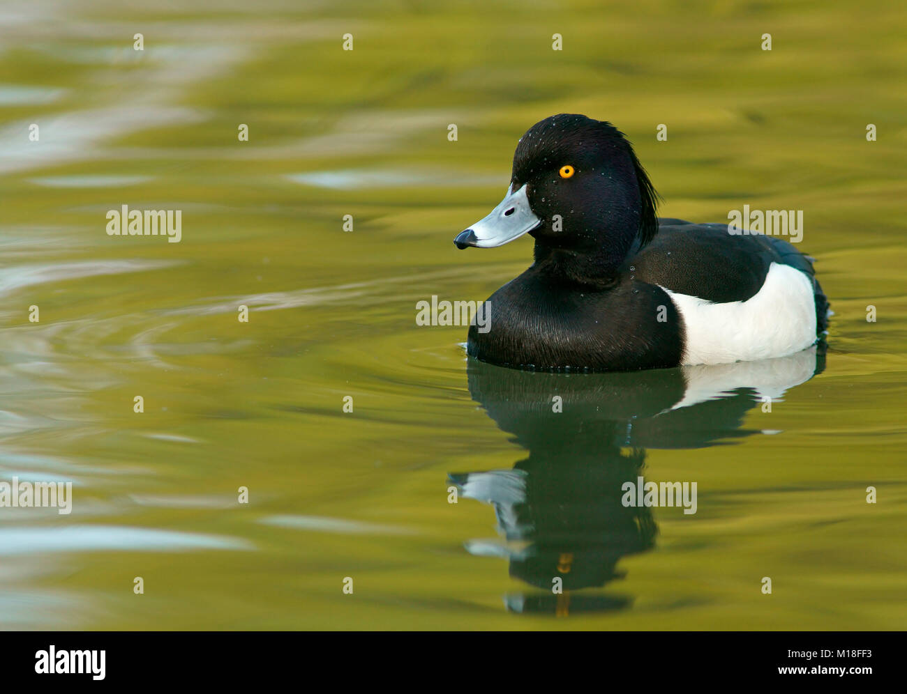 Tufted duck (Aythya fuligula) in water,male,Hesse,Germany Stock Photo