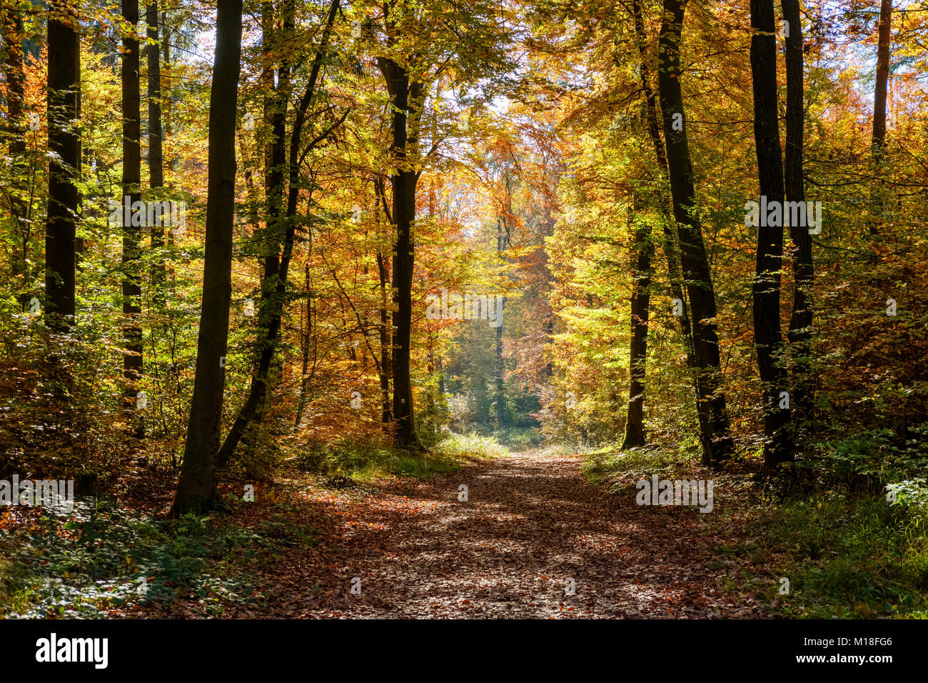 Autumnal forest trail,Weltenburger Enge nature reserve near Kelheim,Lower Bavaria,Bavaria,Germany Stock Photo