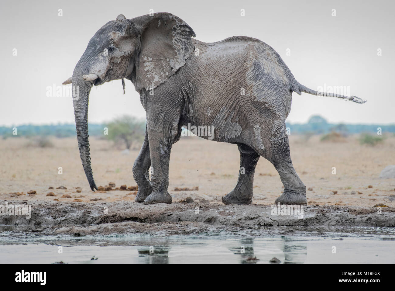African elephant (Loxodonta africana),after a mud bath at the waterhole,Nxai Pan National Park,Ngamiland District,Botswana Stock Photo