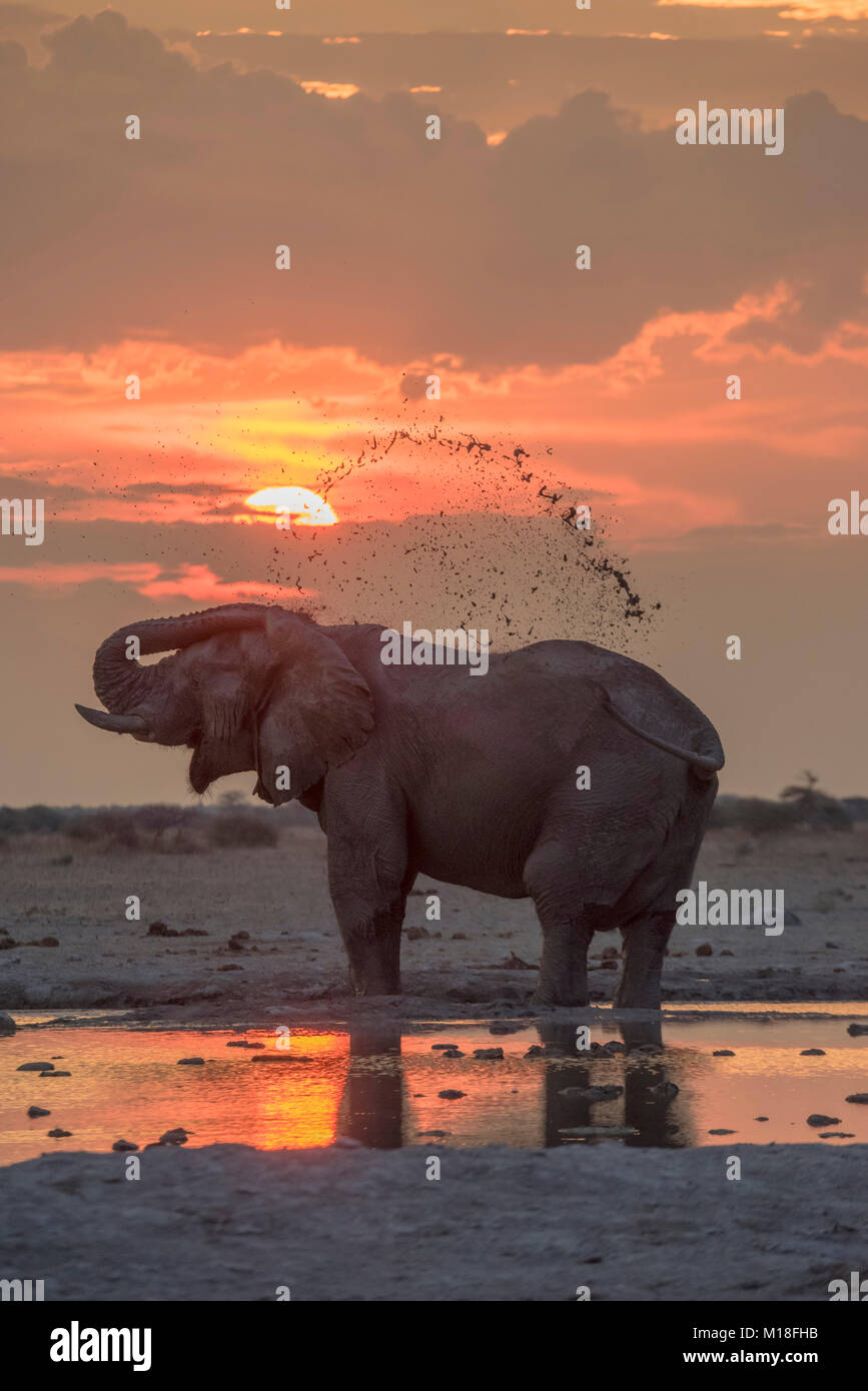 African elephant (Loxodonta africana),mud bath at sunset at a waterhole,Nxai Pan National Park,Ngamiland District,Botswana Stock Photo