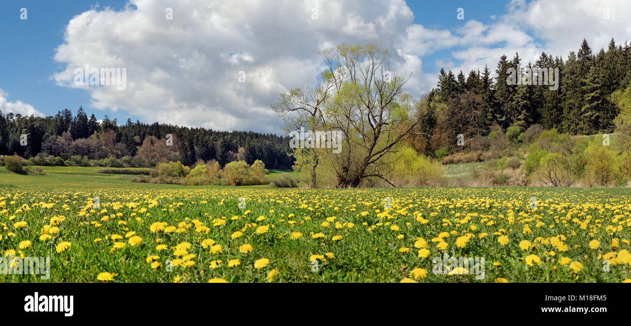 Dandelion meadow in the Morsbachtal,Emsing,Titting,Altmühltal nature park Park,Bavaria,Germany Stock Photo