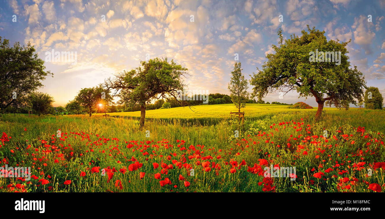 Poppyflower meadow with fruit trees and clouds of sheep Sky at sunset,Pietenfeld,Altmühltal,Bavaria,Germany Stock Photo