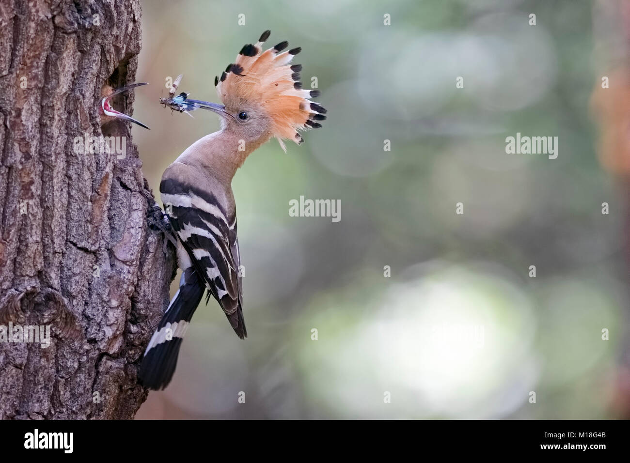 Hoopoe (Upupa epops) with blue-winged wilderness grasshopper as food,young birds feeding at breeding cave Stock Photo