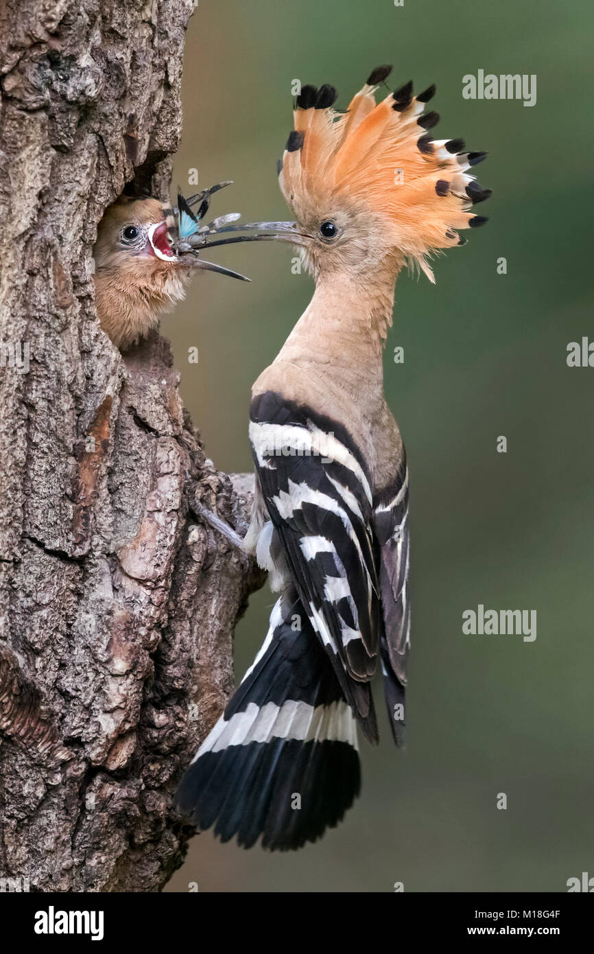 Hoopoe (Upupa epops) with Blue-winged grasshopper (Oedipoda caerulescens) as food,young birds feeding at brood cave Stock Photo