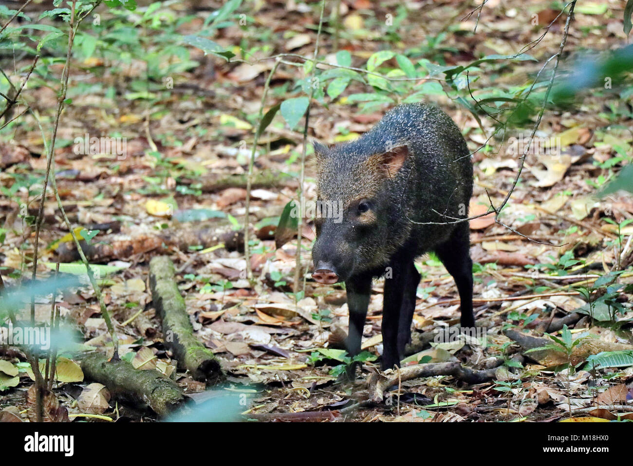 Collared Peccary (Pecari tajacu) walking through the rainforest undergrowth in the Corcovado National Park, Costa Rica. Stock Photo