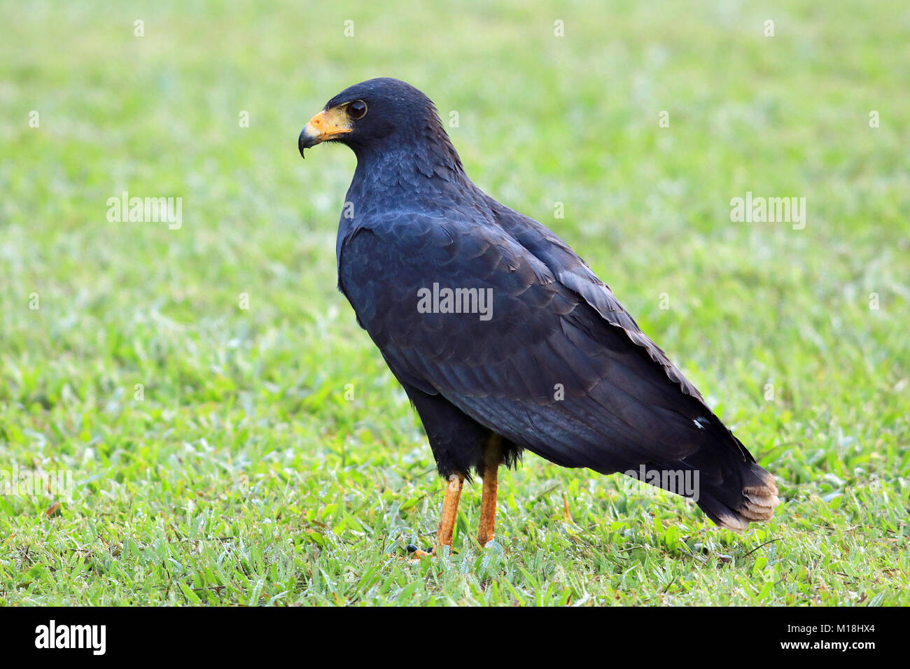 Wild Mangrove Black Hawk (Buteogallus anthracinus subtilis) on the ground in the Corcovado National Park, on the Osa Peninsula in Costa Rica Stock Photo
