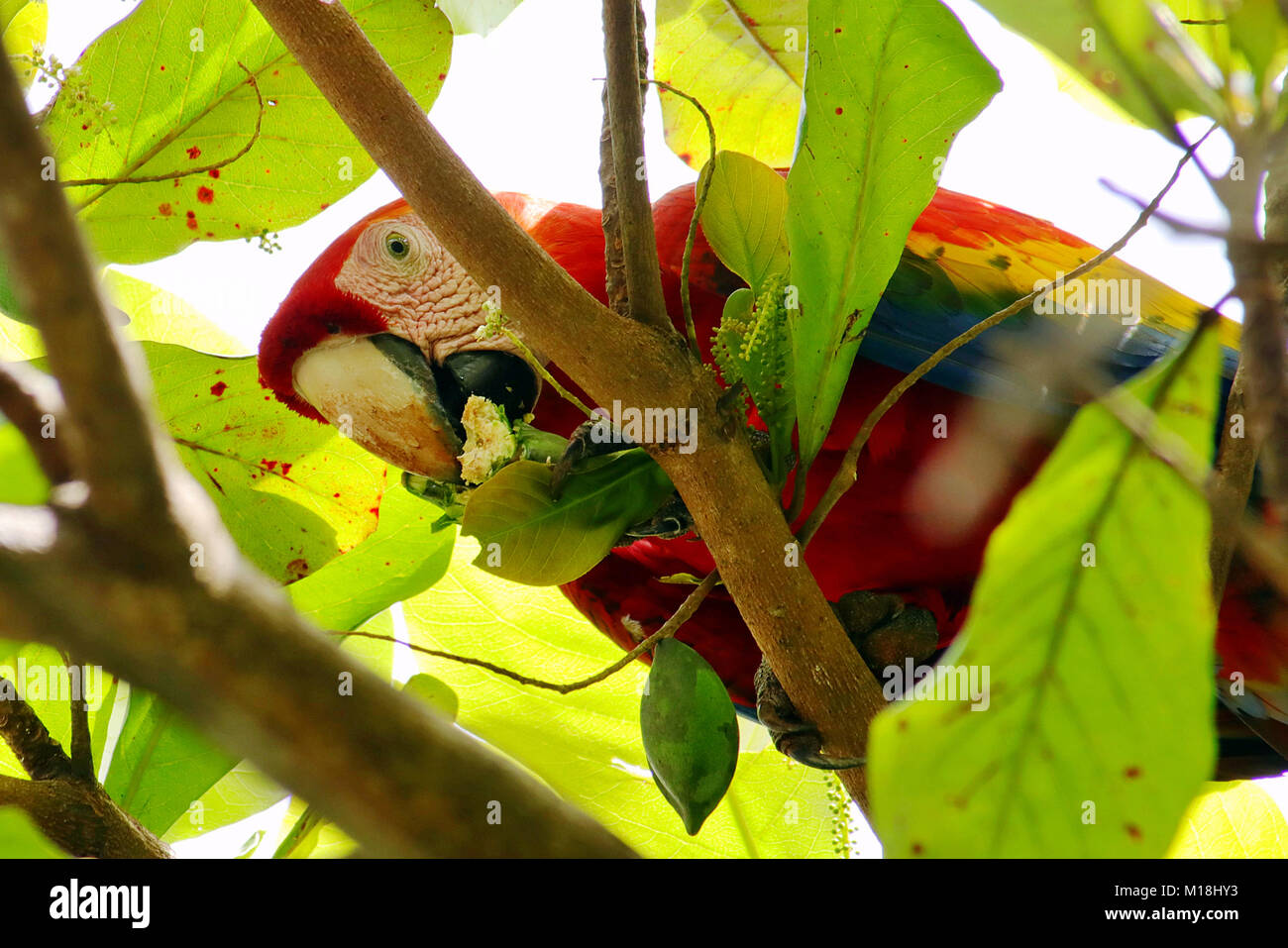 Wild Scarlet Macaw (Ara macao) eating an almond in a tree in Sierpe, Puntarenas Province, Costa Rica Stock Photo