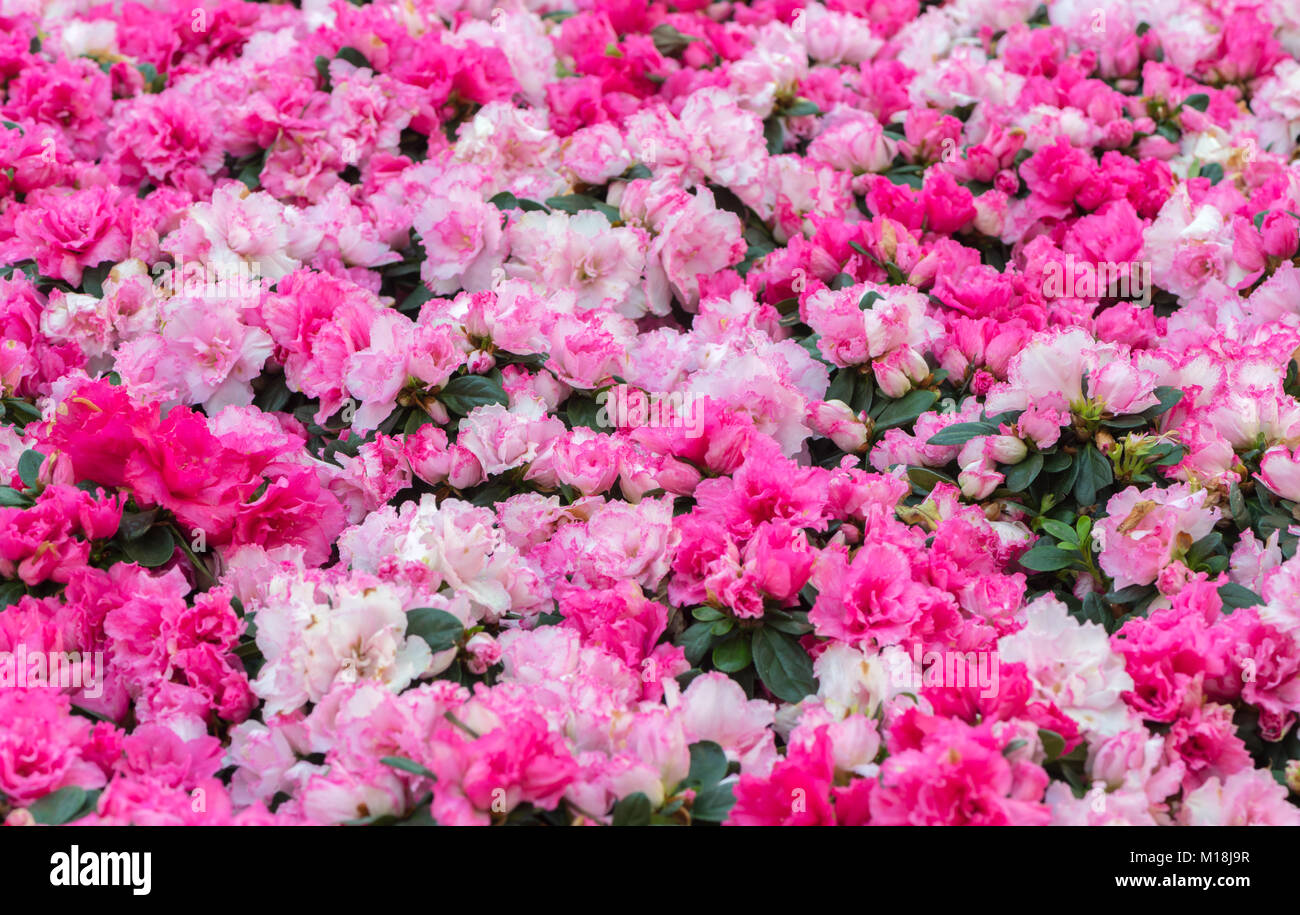 Pink rhododendrons flower in garden, selective focus Stock Photo