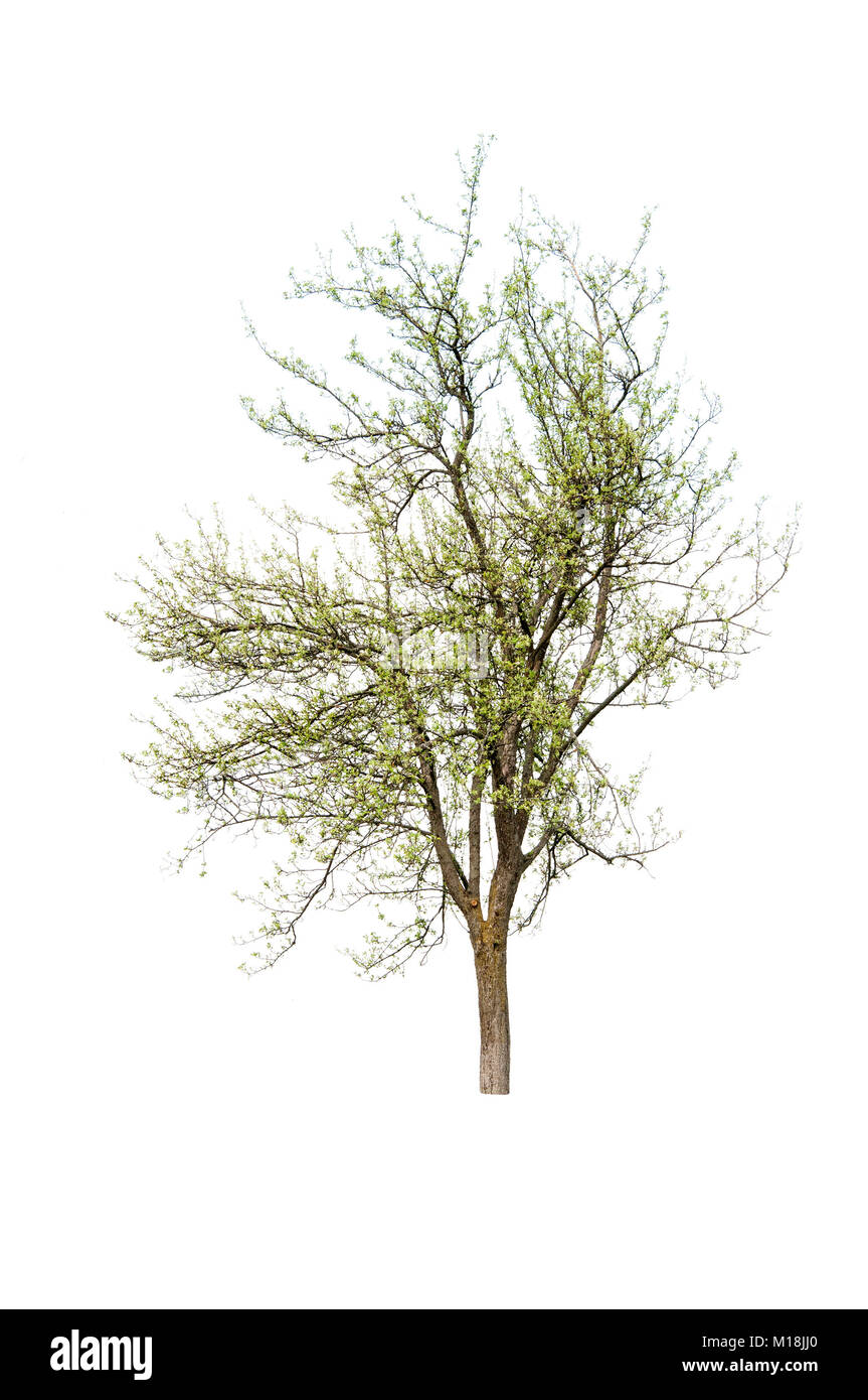 trees isolated on white background Stock Photo - Alamy