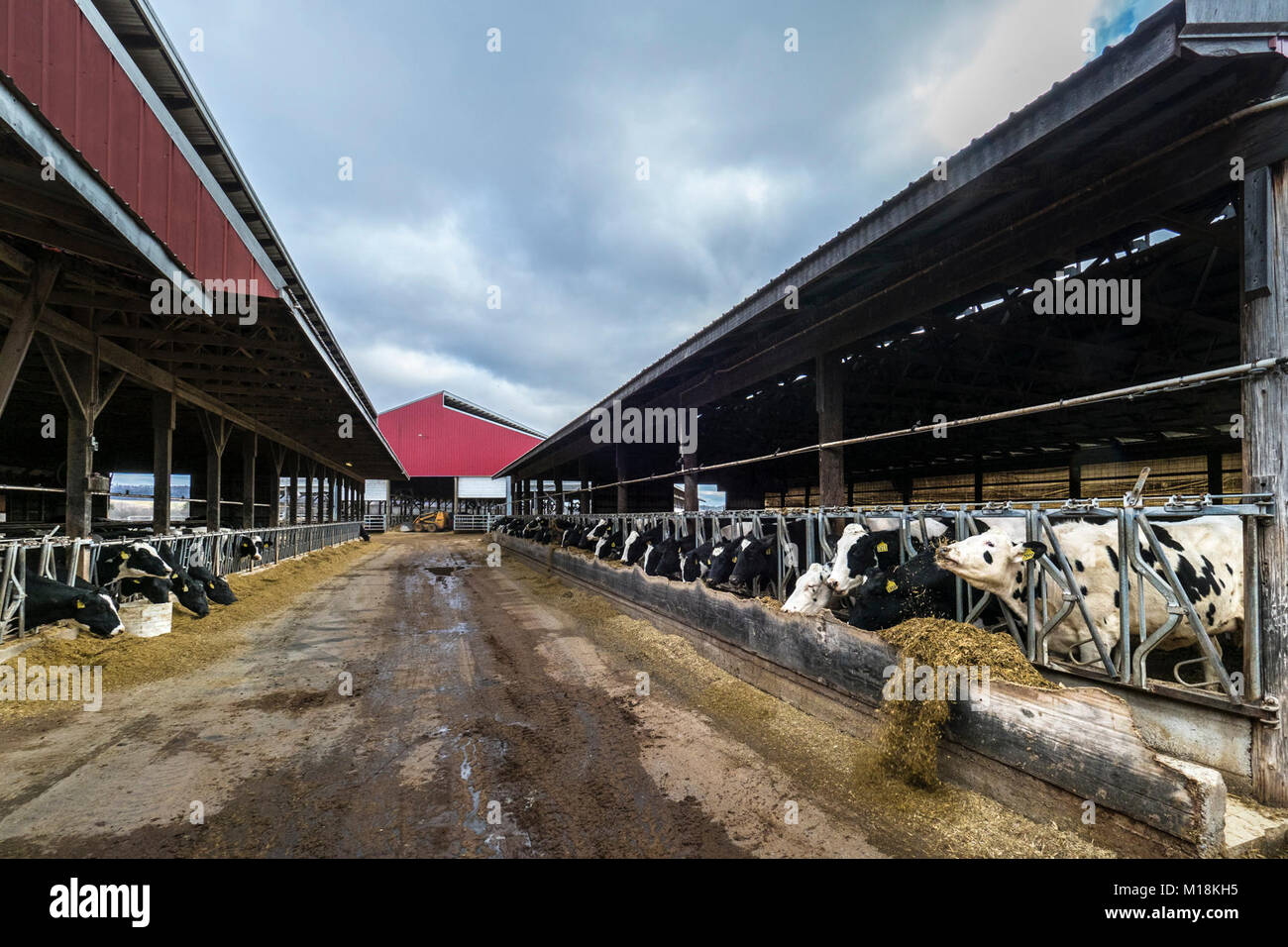 Perdue farms hires stock photography and images Alamy