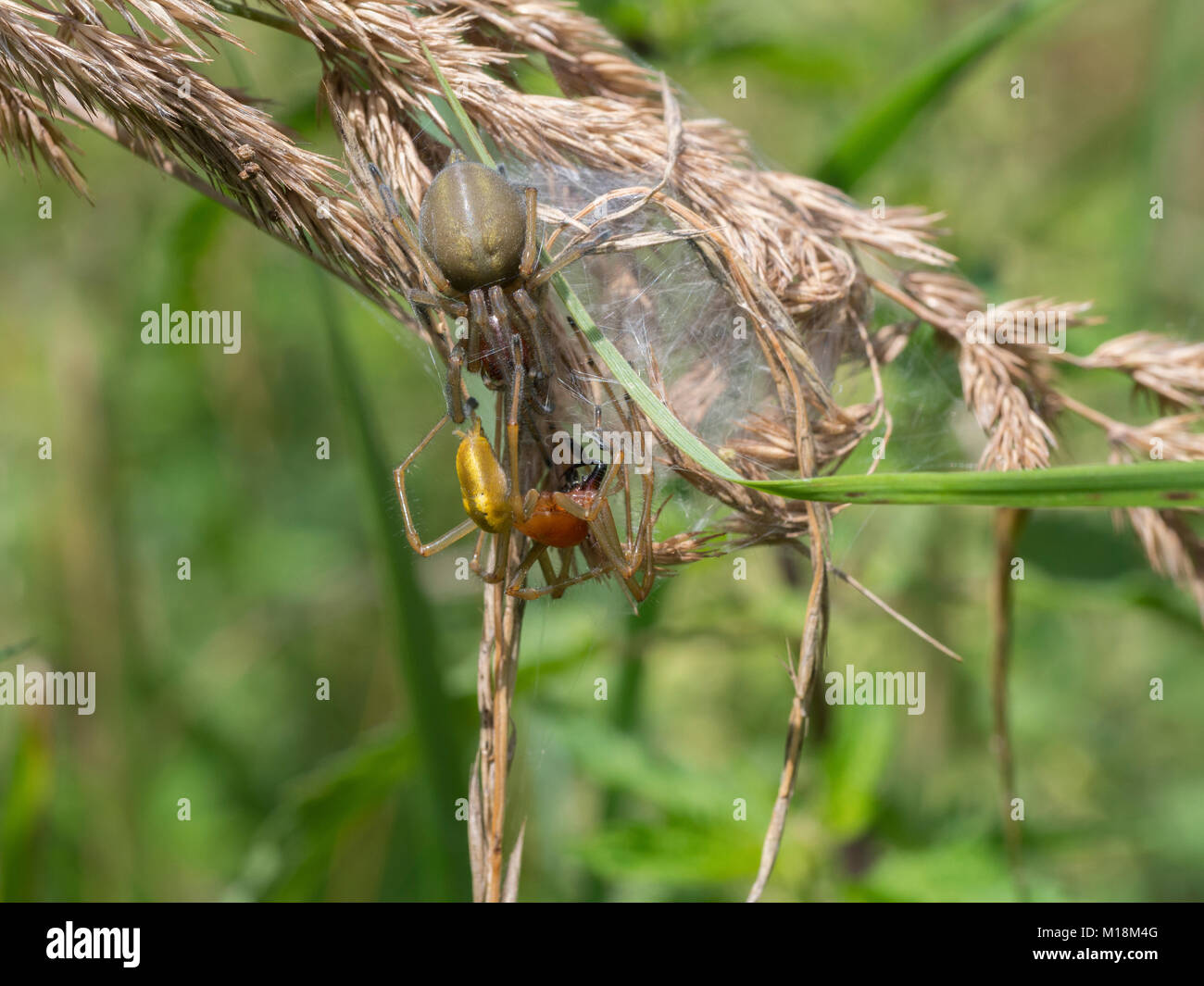 Yellow sac spider, Cheiracanthium punctorium Stock Photo