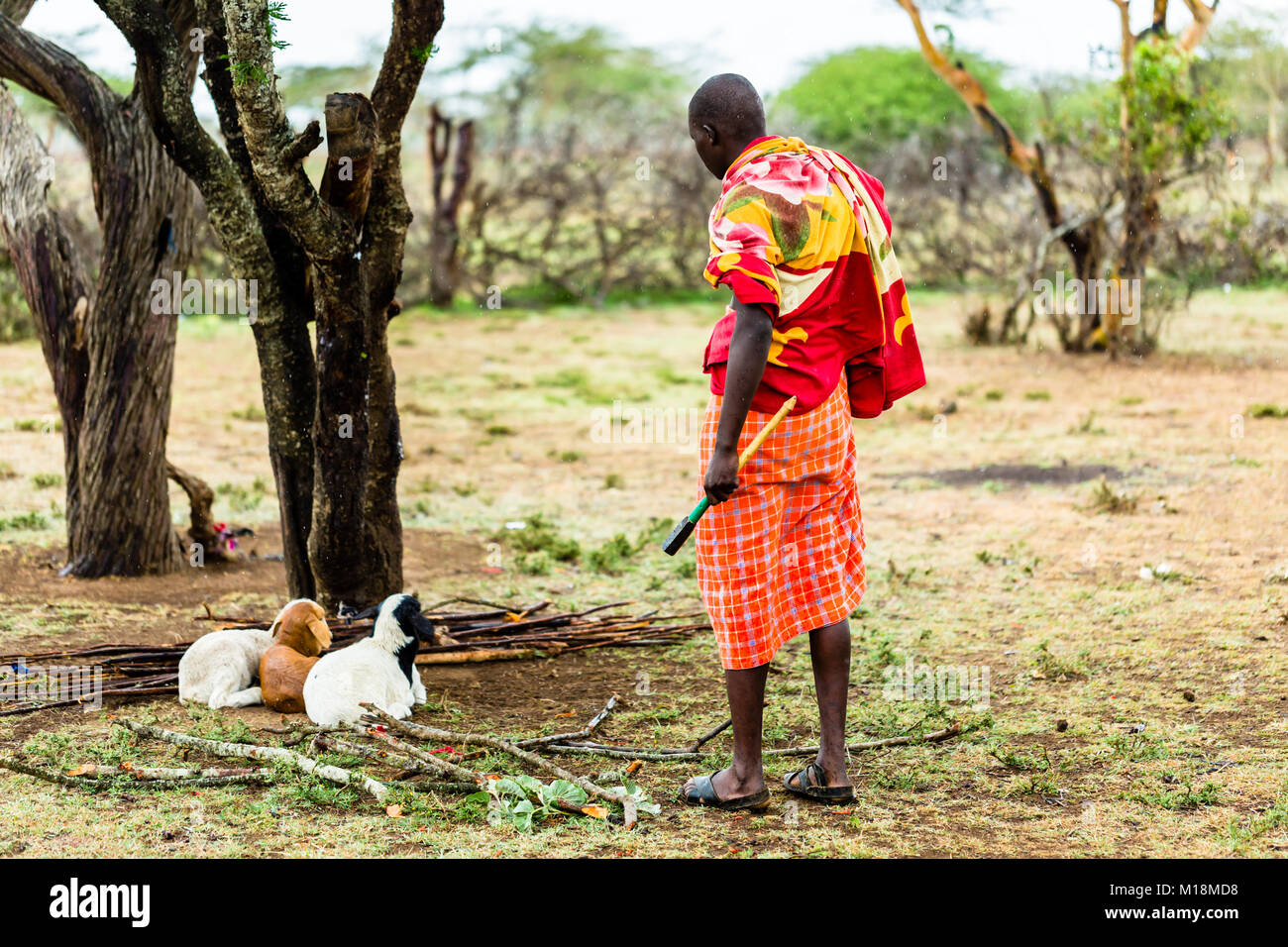 Massai farmer checking on his goats Stock Photo
