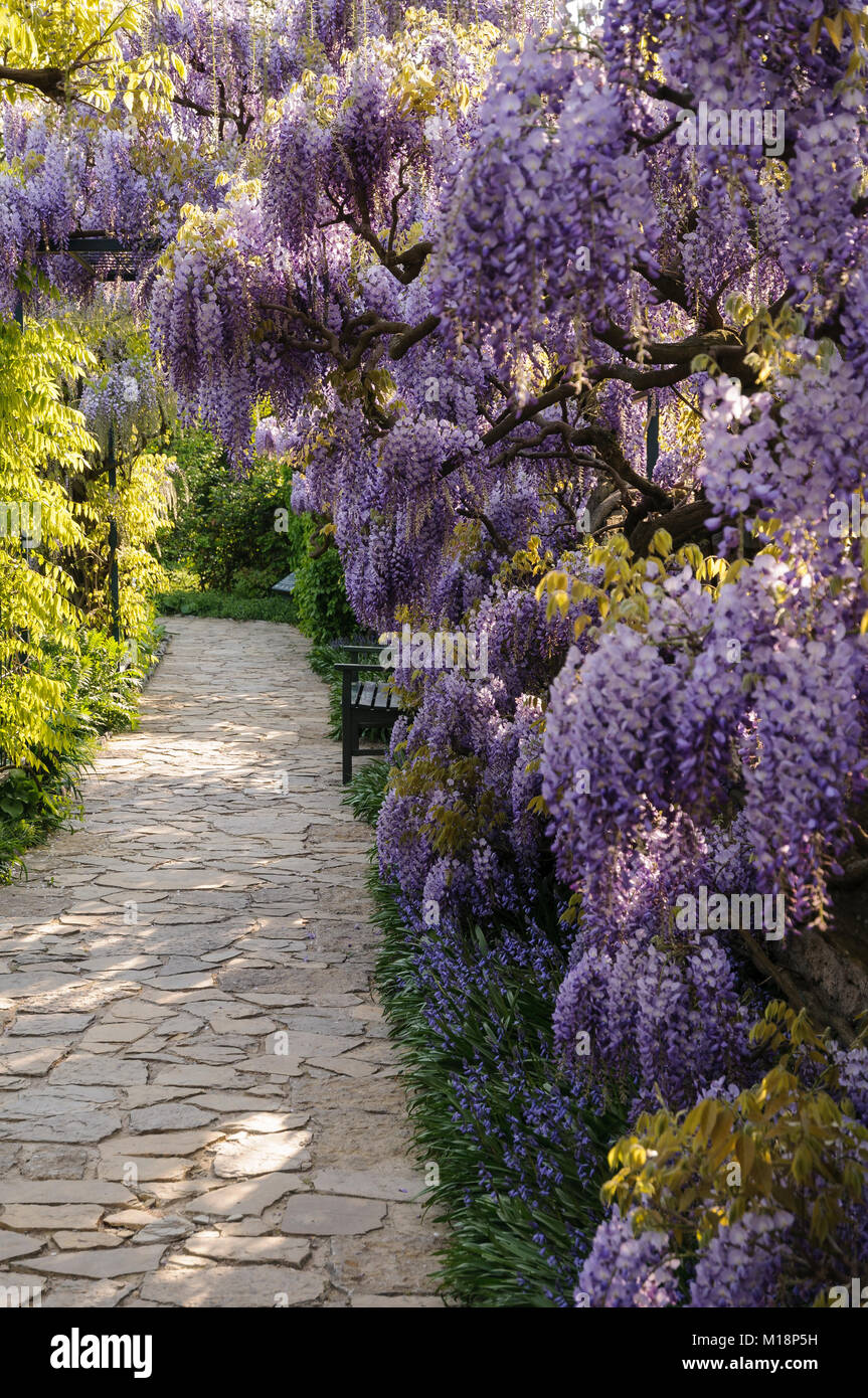 Wisteria sinensis im Hermannshof Weinheim - Wisteria flowering in the Hermannshof Stock Photo