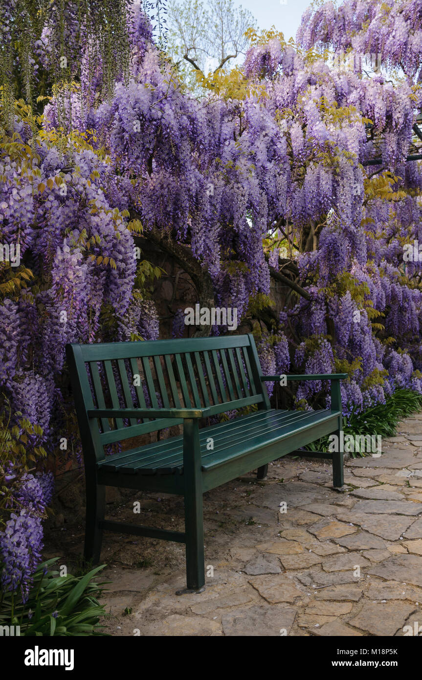 Blauregen hi-res stock photography and images - Alamy