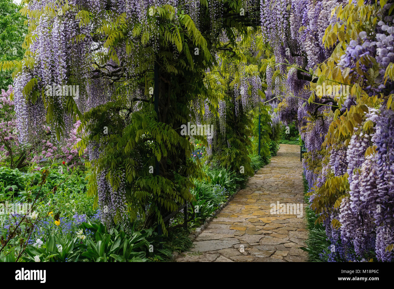 Wisteria sinensis im Hermannshof Weinheim - Wisteria flowering in the Hermannshof Stock Photo