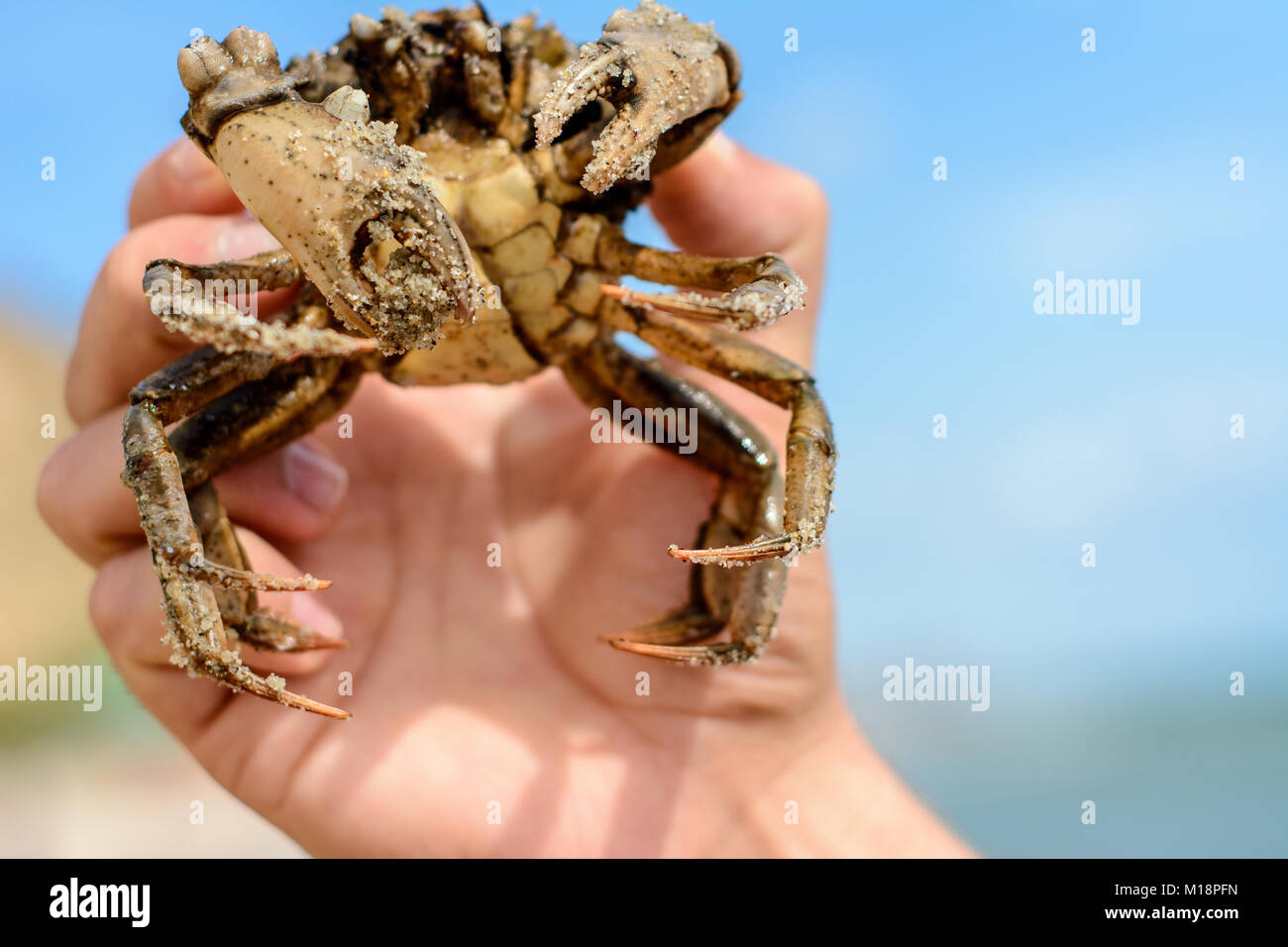 Brown rock crab hi-res stock photography and images - Page 7 - Alamy