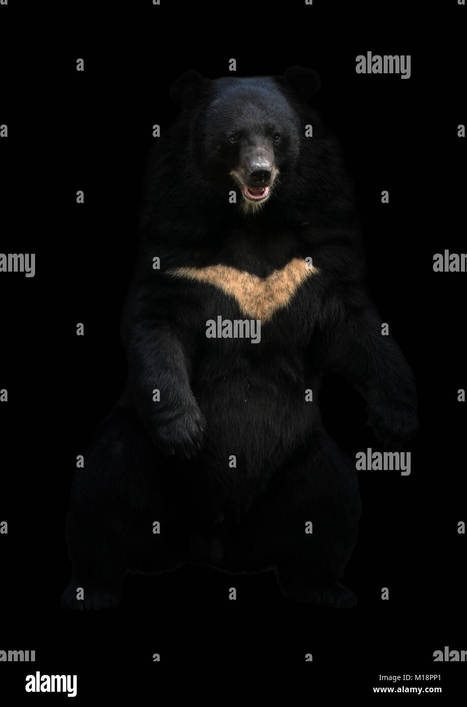 asiatic black bear or moon bear standing in the dark Stock Photo