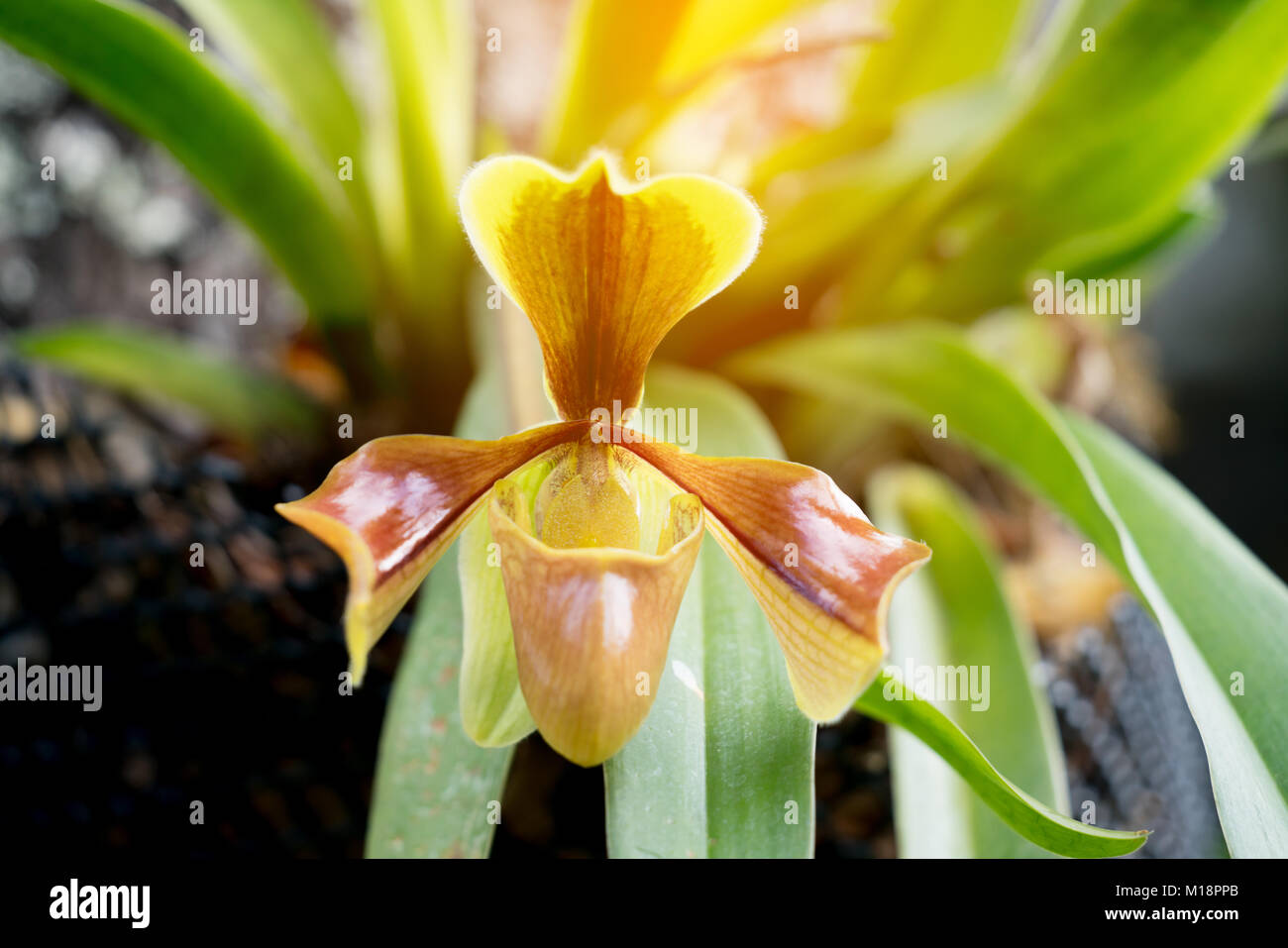 Paphiopedilum villosum (Lindl.) Stein, beautiful wild orchid Stock Photo