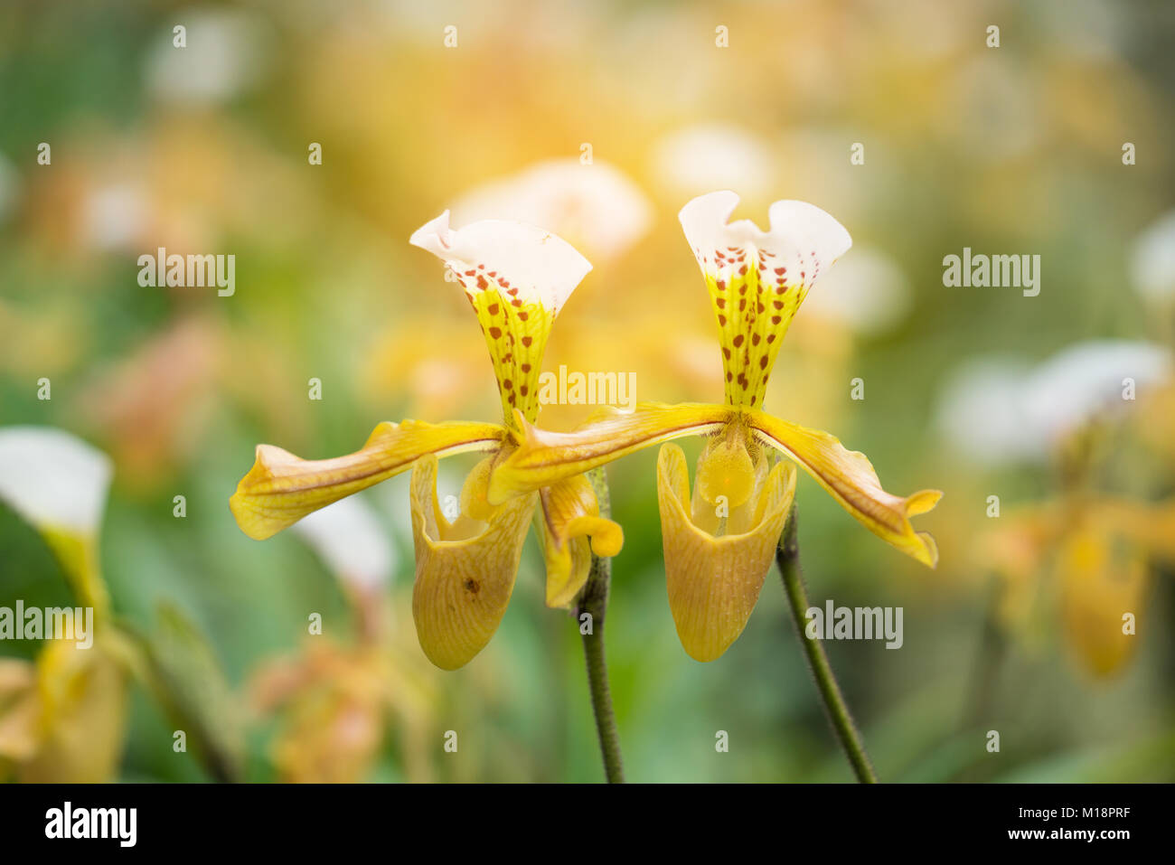 Paphiopedilum gratrixianum (Mast.) Guillaumin, beautiful wild orchid Stock Photo