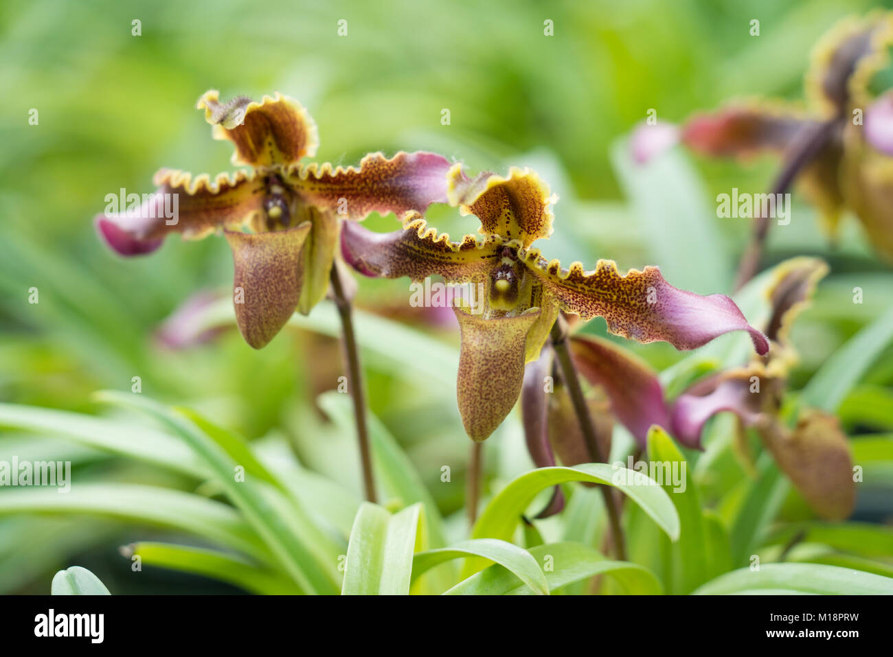 Paphiopedilum hirsutissimum (Lindl. ex Hook.) Stein, beautiful wild orchid Stock Photo