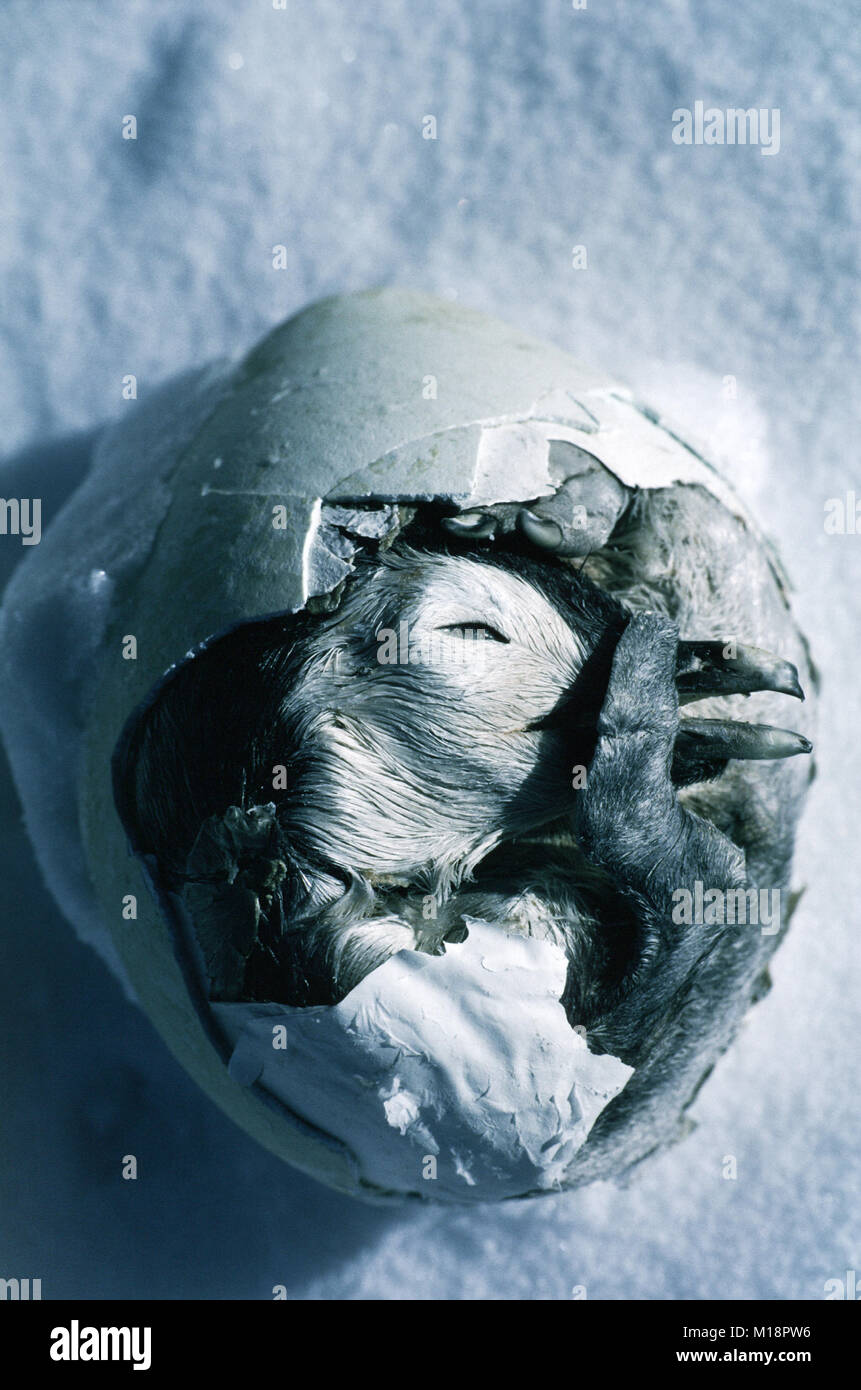 Emperor penguin egg hi-res stock photography and images - Alamy