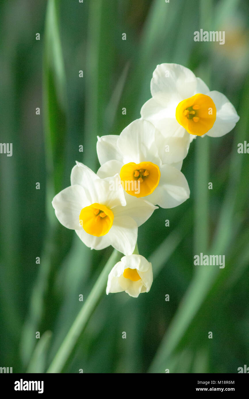Japanese jonquil hi-res stock photography and images - Alamy Japanese jonquil hi-res stock photography and images - Alamy