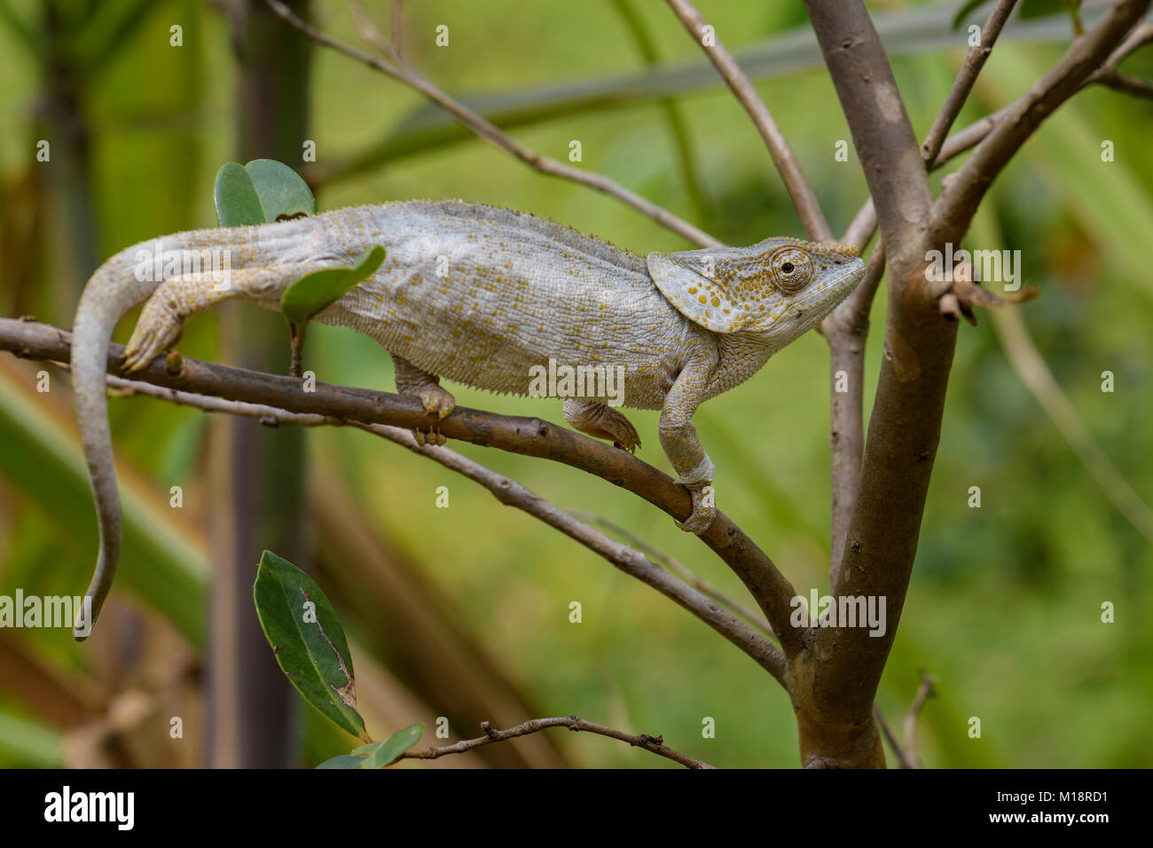 Short-horned Chameleon - Calumma brevicorne, Madagascar rain forest. Beautiful coloured lizard. Elephant ear. Stock Photo