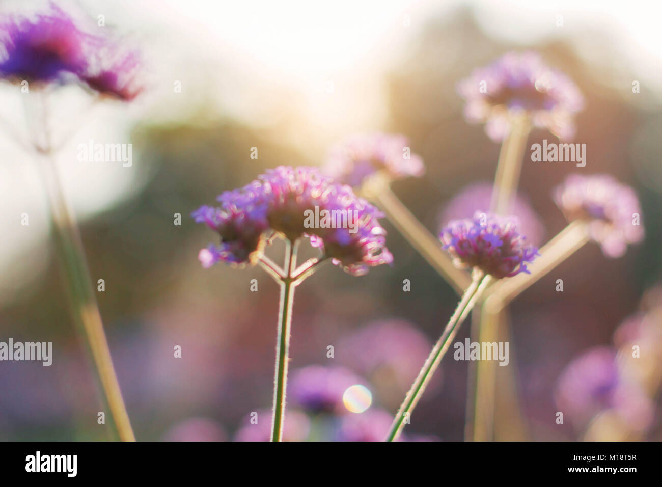 Purple flowers with beautiful at sunlight Stock Photo - Alamy