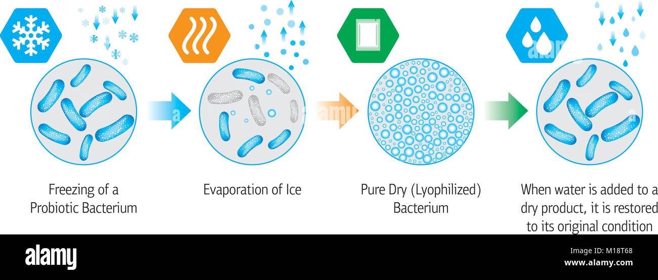 Medical illustration of the lyophilization process of probiotic