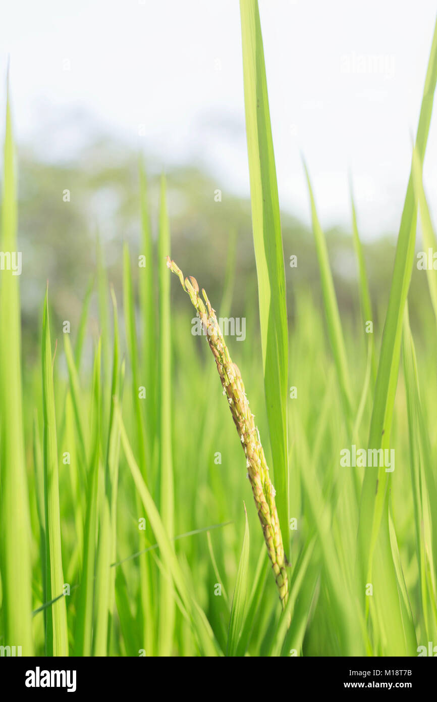 Leaf Ear Rice Rice ears with green leaves on the field at sky Stock Photo - Alamy