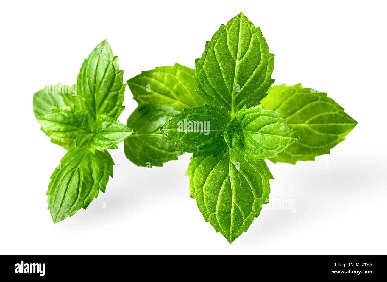 fresh peppermint leaves isolated on white Stock Photo Alamy