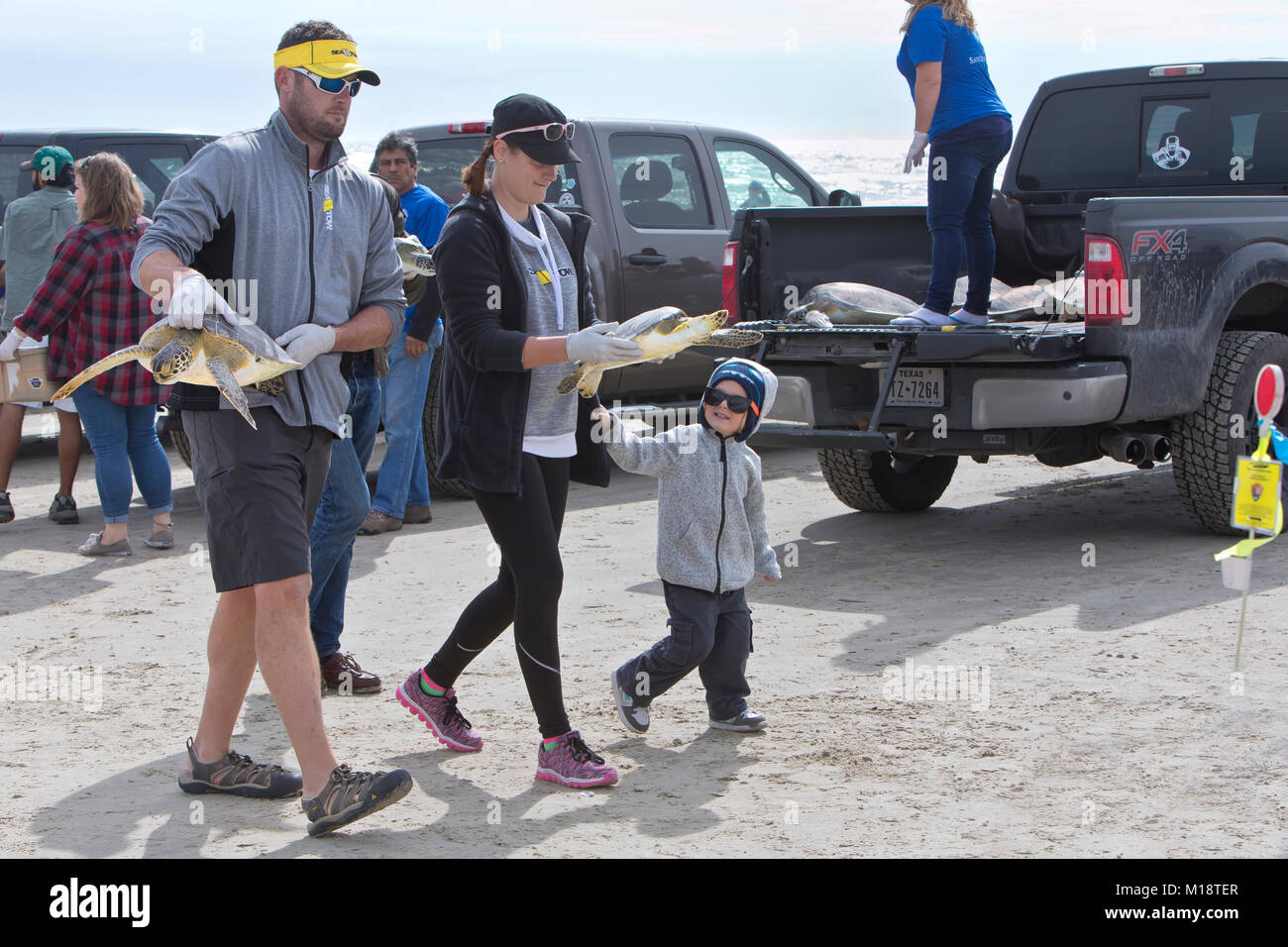 Volunteer parents & young child participating with rehabilitated Kemp's Ridley Sea Turtle release 'Lepidochelys kempii'. Stock Photo