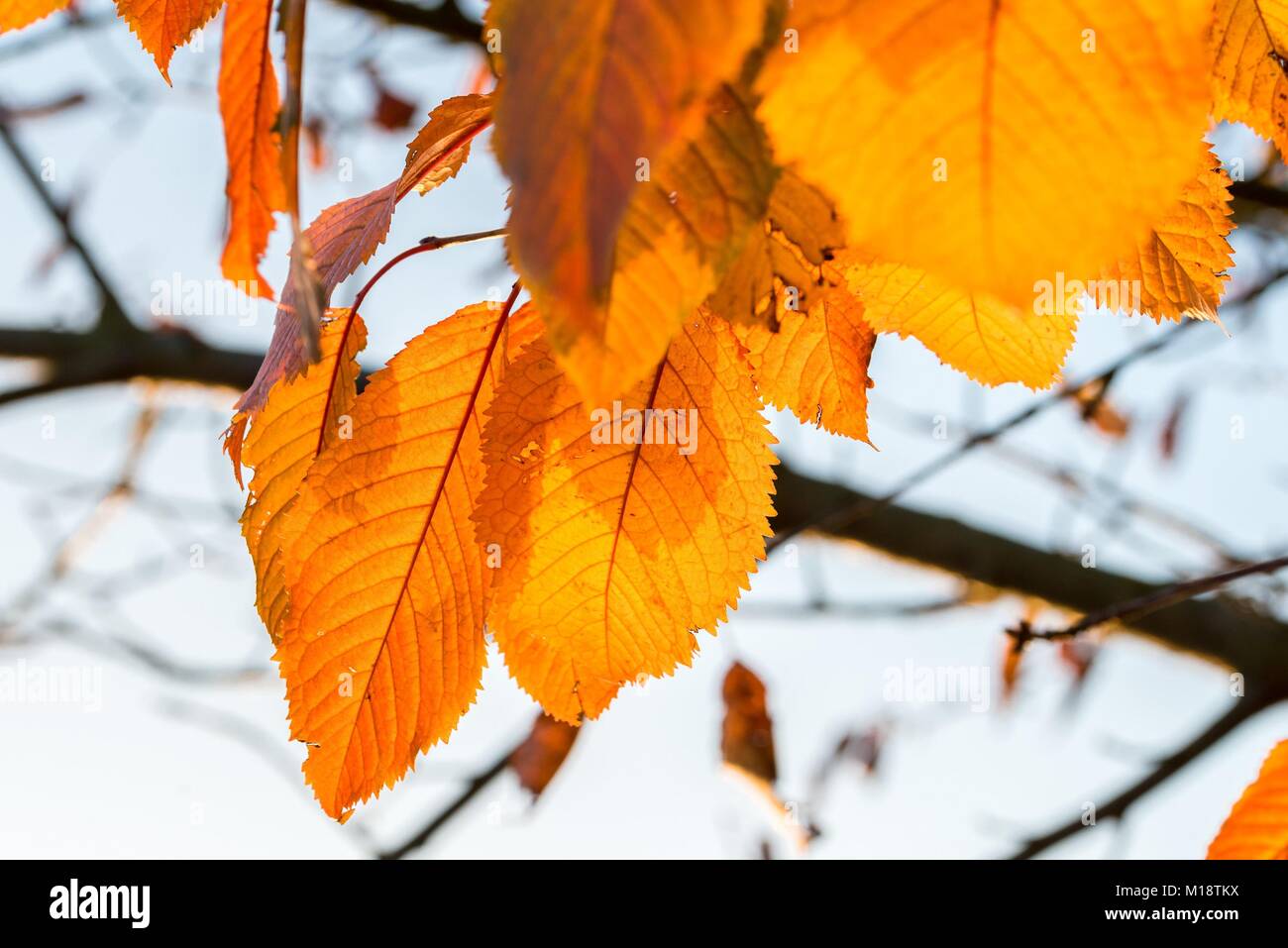 Yellow autumn leaves on a tree Stock Photo - Alamy