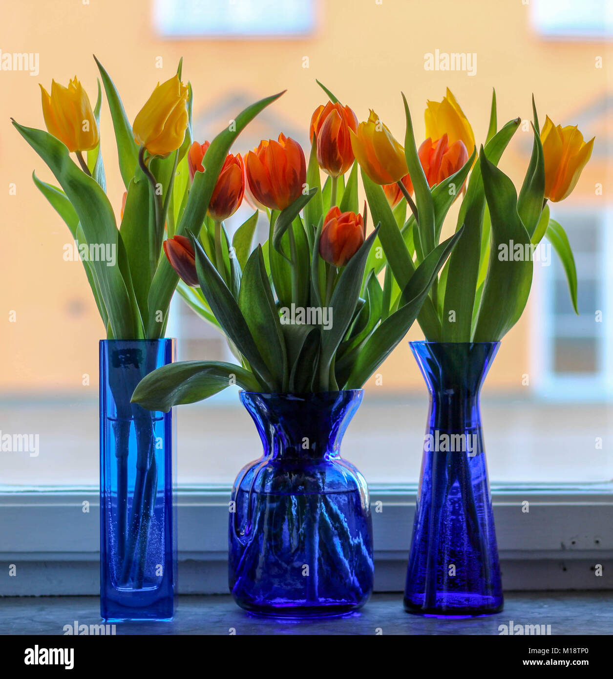 Three blue vases with colourful tulips in a windowsill Stock Photo Alamy