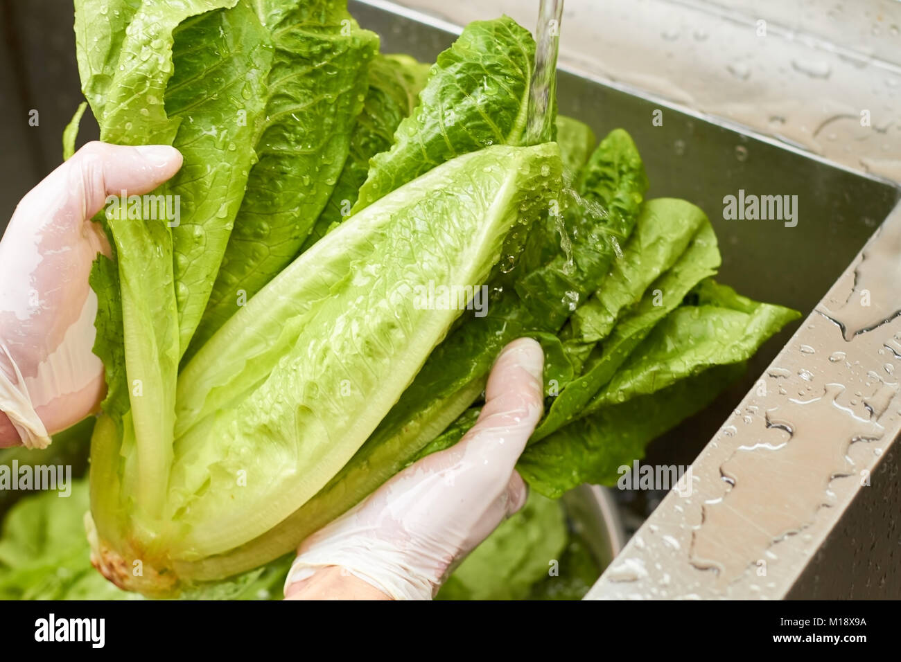 Chef washing lettuce beneath tap water. Stock Photo