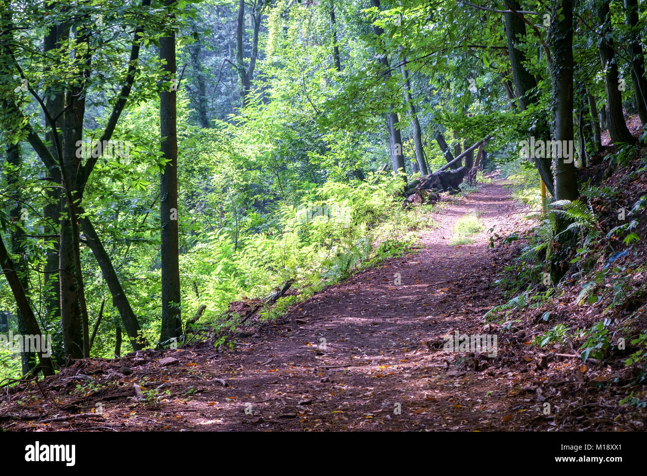 Forest path in a dense old forest in Germany Stock Photo - Alamy
