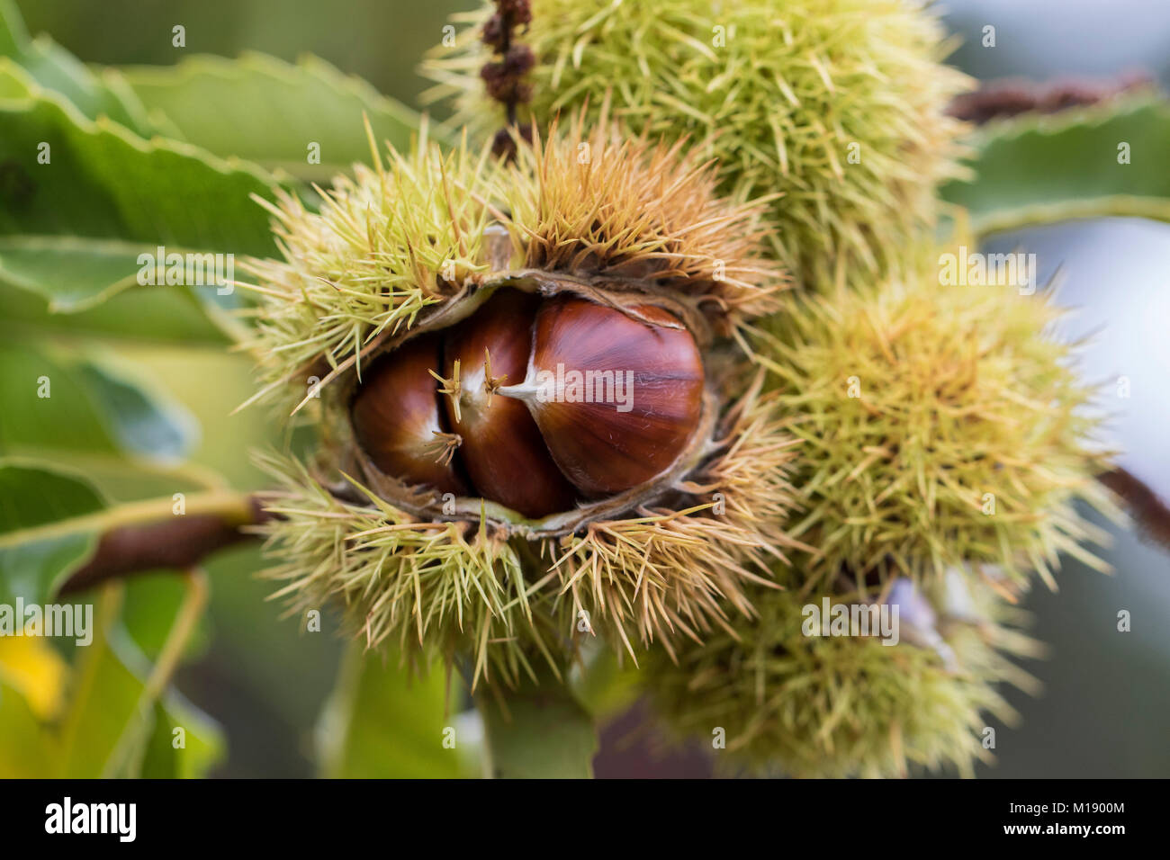 Chestnut Rind On Tree Chestnuts tree autumn hi-res stock photography and images - Alamy