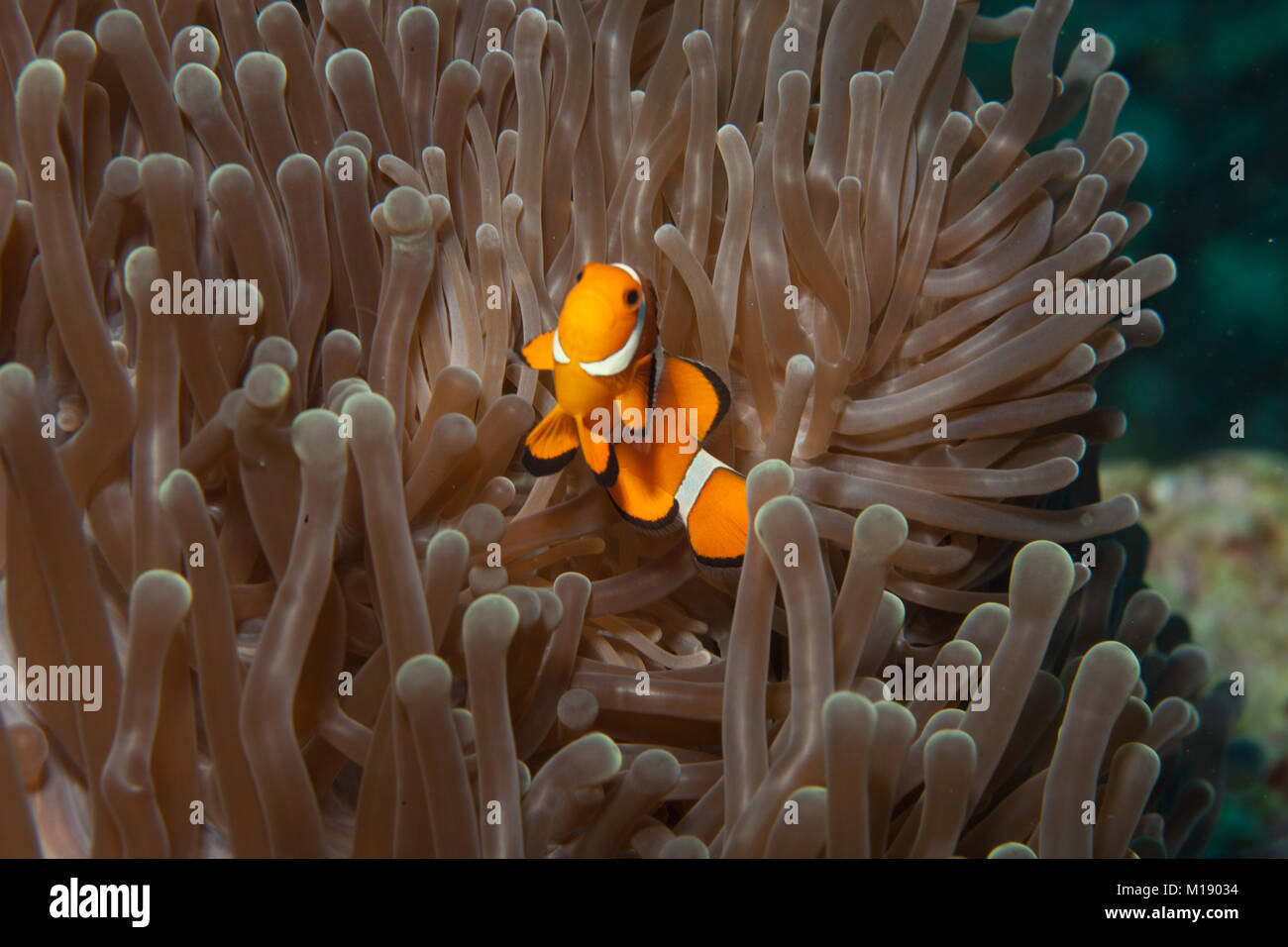 Cute orange anemone fish hiding in its protective house Stock Photo