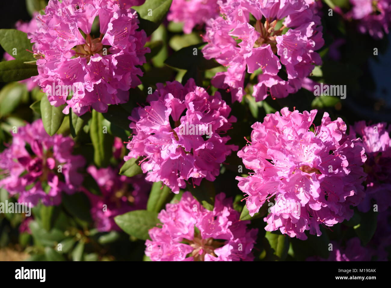 Several blossom of pink rhododendron Roseum Elegans Stock Photo