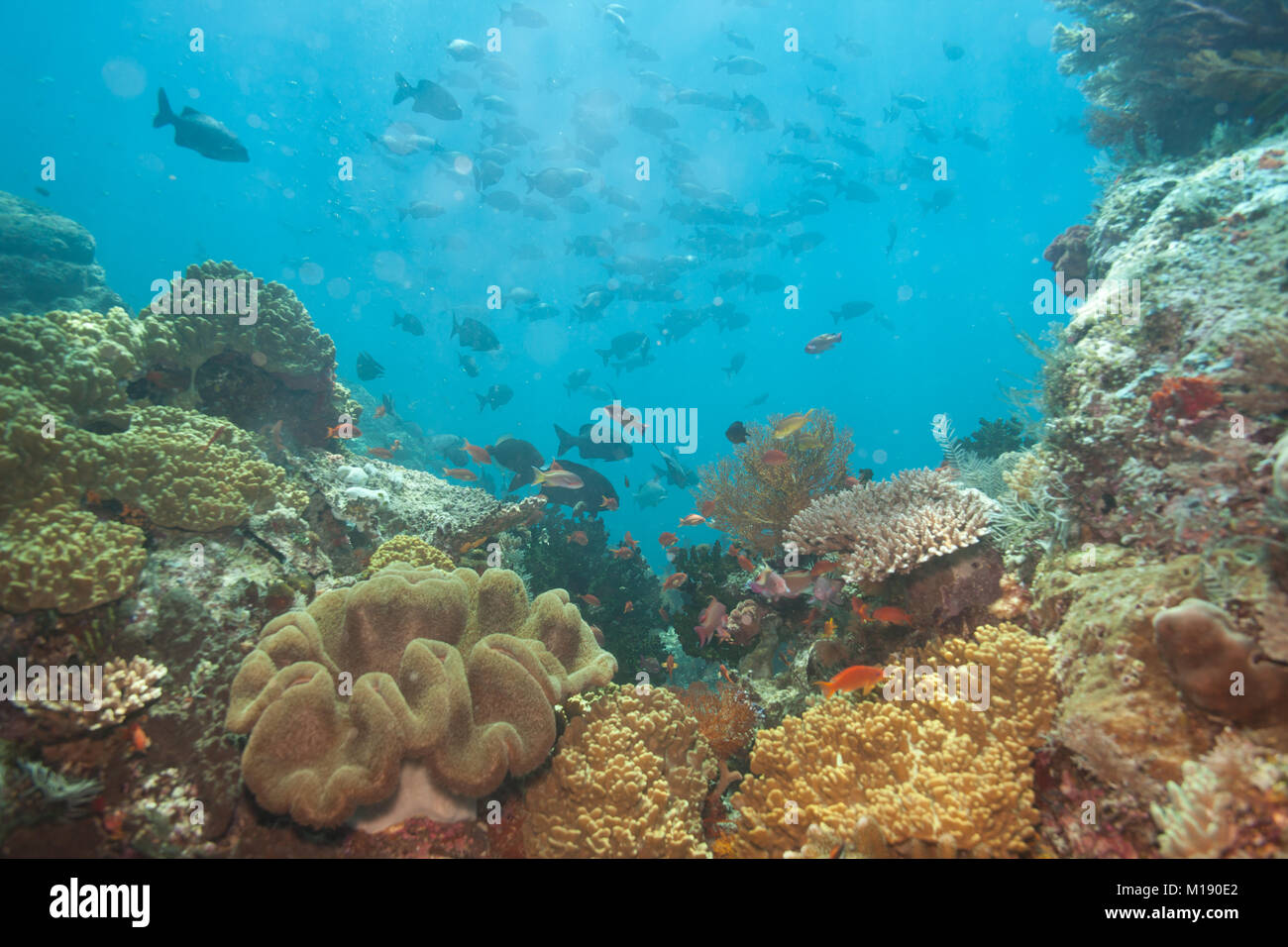 Underwater Desktop Wallpaper (49+ images)