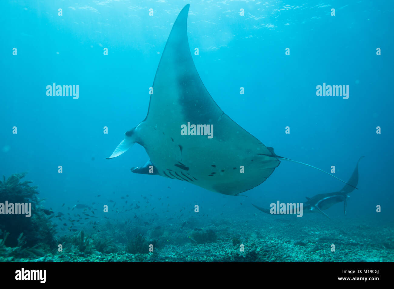 Manta ray swimming underwater hi-res stock photography and images - Alamy
