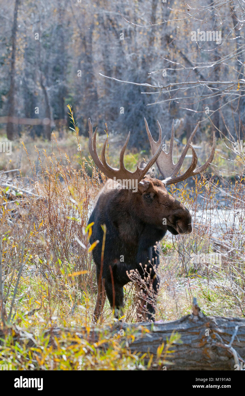 Trophy bull moose (Alces alces) in Grand Teton National Park, Wyoming Stock Photo