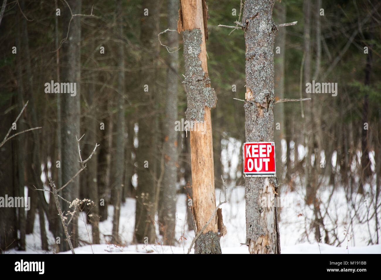 A red and white keep out sign on a dead tree on the edge of a swamp in the Adirondack Mountains, NY USA Stock Photo