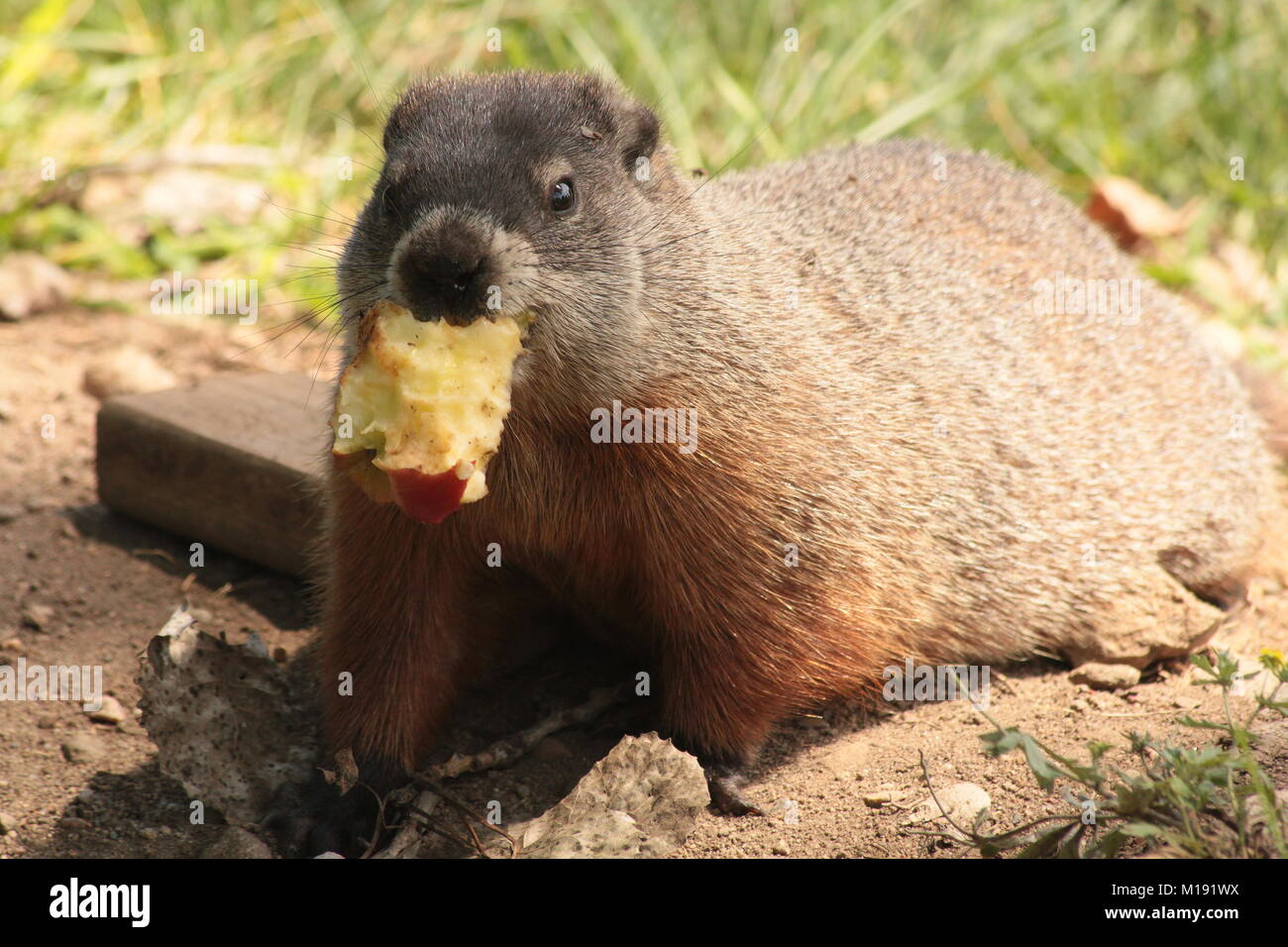 This adorable groundhog found an apple left by a tourist visiting Jaques Cartier Park for MosaiCanada 150. On the banks of the Ottawa River. Stock Photo
