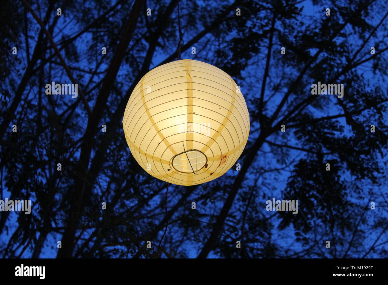 beautiful light lamp tree lantern Stock Photo
