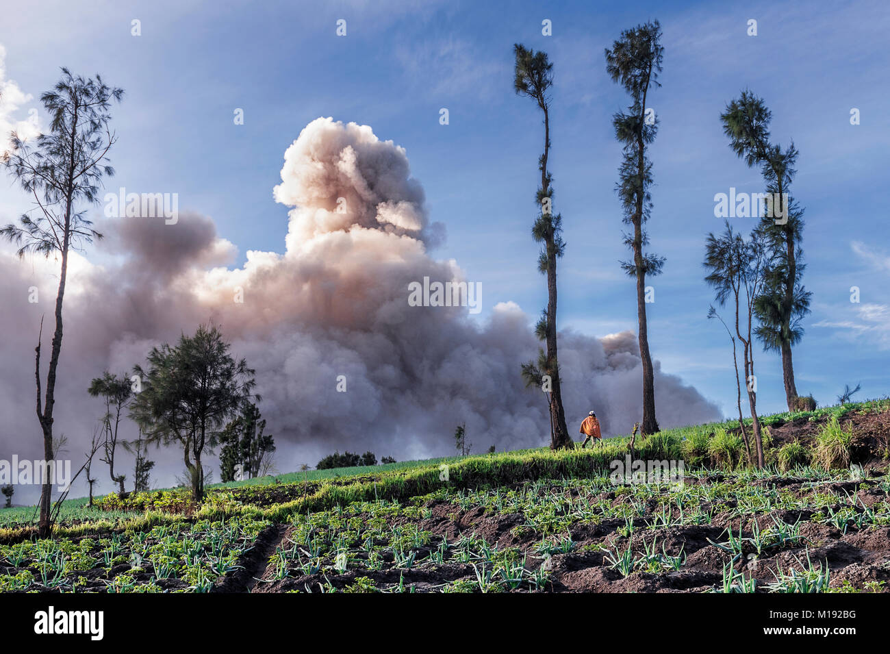 Farmer working the field as the volcanic smoke from Mt Bromo hits the sky, Indonesia Stock Photo