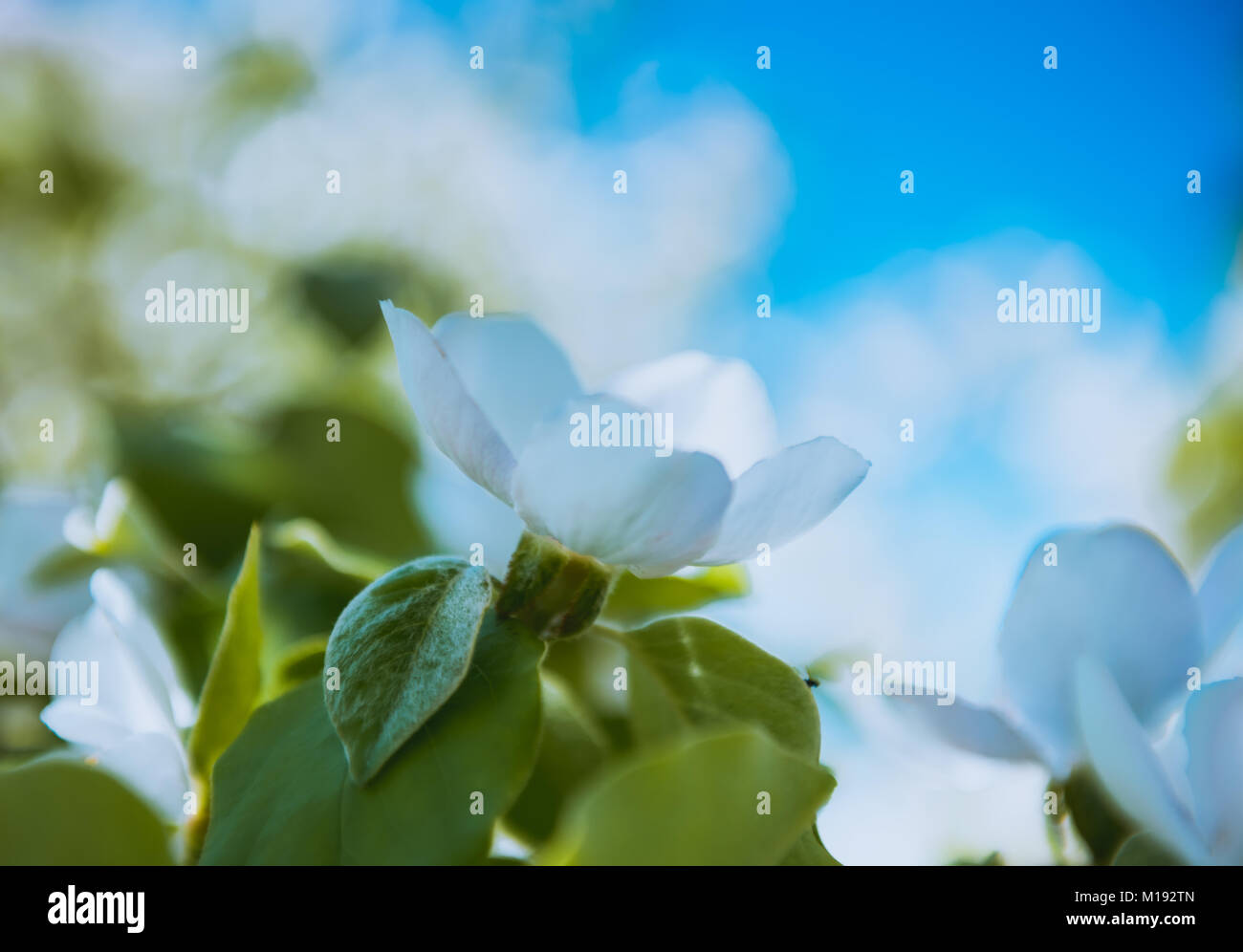 Spring. Blossoming tree brunch with white flowers Stock Photo