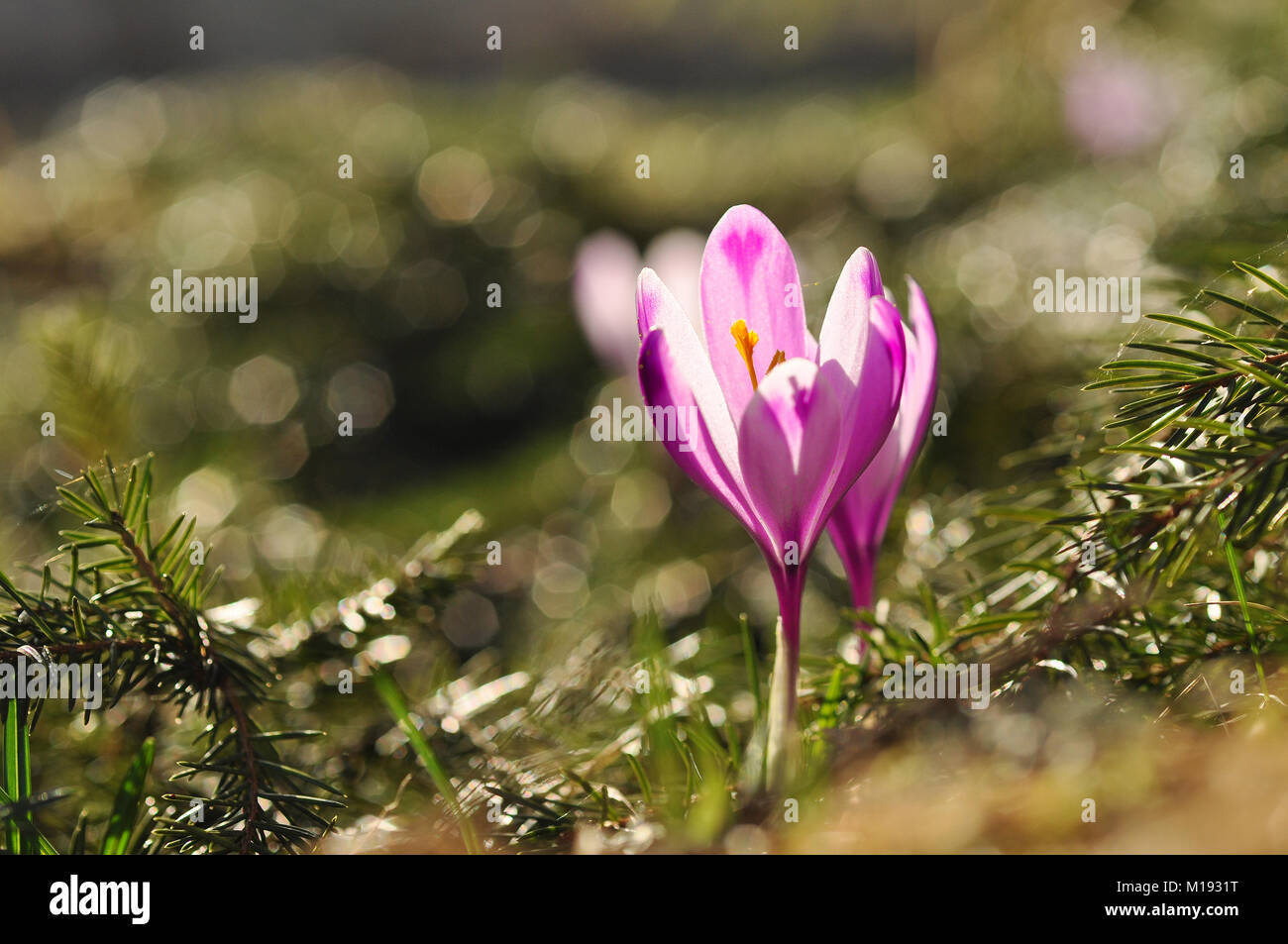 Spring flowering bulbs of purple Crocus flower. Crocus vernus Stock Photo