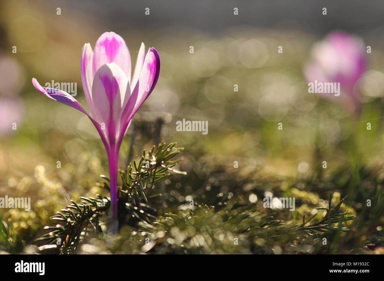 Spring flowering bulbs of purple Crocus flower. Crocus vernus Stock Photo